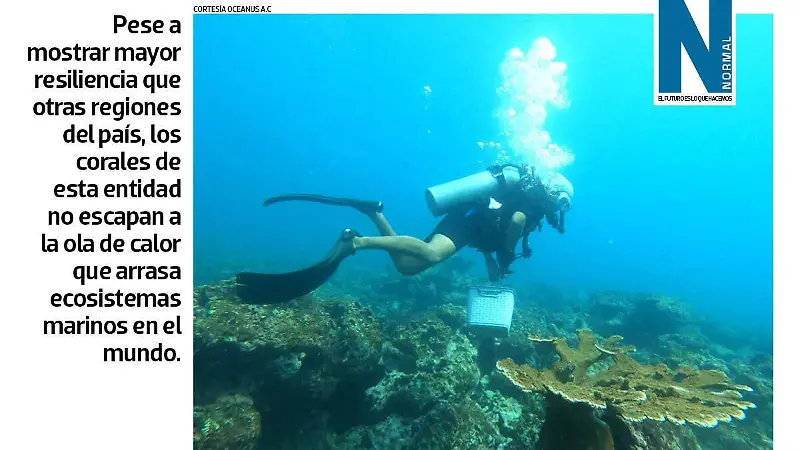 Corales veracruzanos SITIO2.